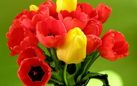 TULIPS - leaves, colors, stems, petals