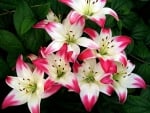 LILIES