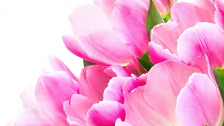 TULIPS - leaves, petals, nature, colors