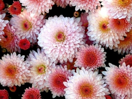 ZINNIAS - leaves, petals, nature, colors