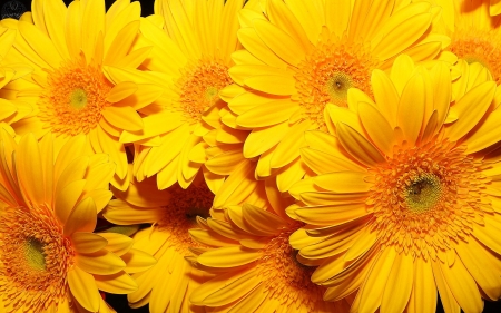 GERBERAS - stamen, petals, nature, color