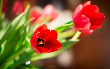 TULIPS - leaves, colors, stems, petals