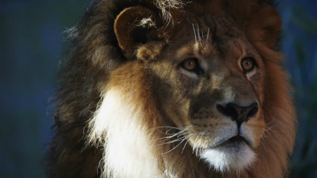 LEO THE LION - big, stare, mane, cat