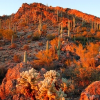 Autumn In Arizona