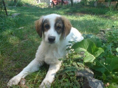 Cute Paloma - puppy, dog, animal, green, grass