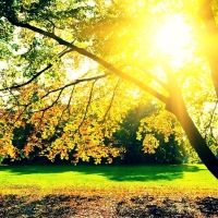 Sunshine Autumn Trees