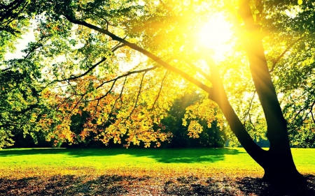 Sunshine Autumn Trees - trees, nature, autumn, green, sunshine, grass, sun