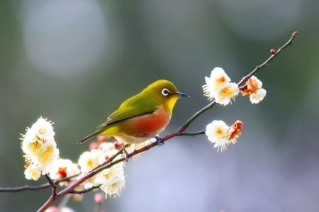 Bird - white, flower, pasare, bird, spring, orange, branch, green