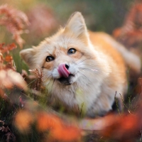 Red Fox