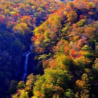 Fall Forest Foliage & Waterfall