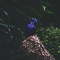 Kingfisher on a Log