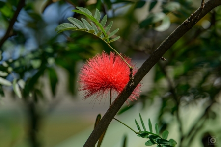 BEAUTIFUL BLOSSOM - beautiful, blossom, image, flower