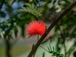 BEAUTIFUL BLOSSOM