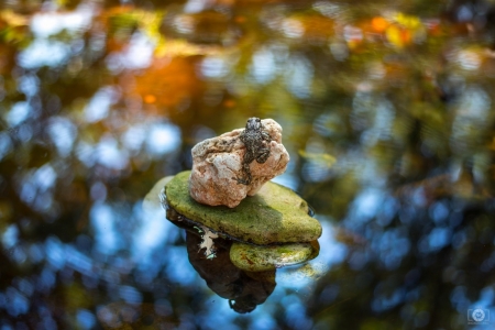 LITTLE FROG - IMAGE, LITTLE, POND, FROG