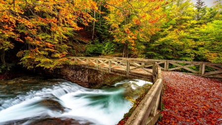 Autumn forest and river - autumn, trees, stream, park, foliage, fall, forest, walk, river, colors, bridge