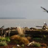 Camano Island Seagulls