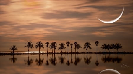 Palm TreeLine - trees, tropical, beach, crescent moon, sea, reflection, sky, palm