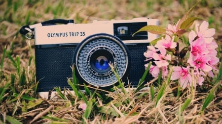 ஐღஐ - flowers, grass, camera, wallpaper