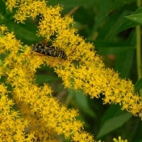 Mystery Bug & a Fly on Goldenrod