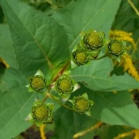 Seven Cup Plant Seed Heads