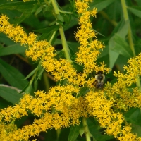 Bumblebee on a Goldenrod Star