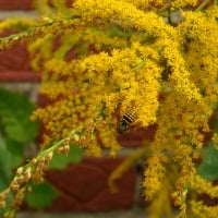 "Corn on the Cob" Hoverfly on Goldenrod