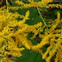 Black Thread Waisted Wasp on Goldenrod