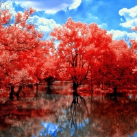 Red Trees Beside Lake