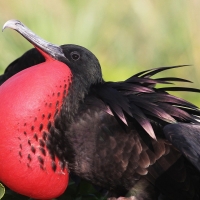 frigate bird