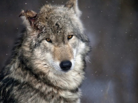 Wolf - wolf, animal, looking, eyes