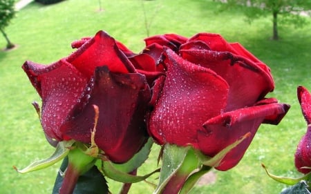 red roses with dew drops - rose, grass, flower, dew