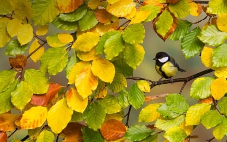 Great Tit - bird, great tit, yellow, autumn, green, pasare, leaf