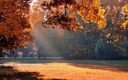 Autumn Sunlight in the Park - sunlight, trees, nature, autumn, park