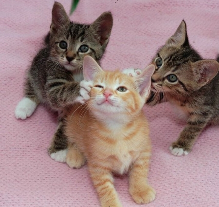 cute playing kittens