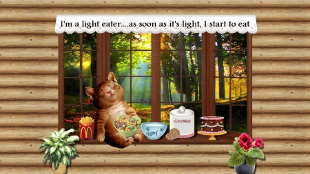 Light Eater - food, window, cat, text