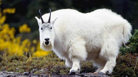 goat - rock, fur, goat, grass