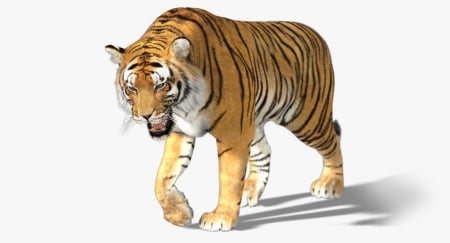 tiger - animal, tiger, feline, cat