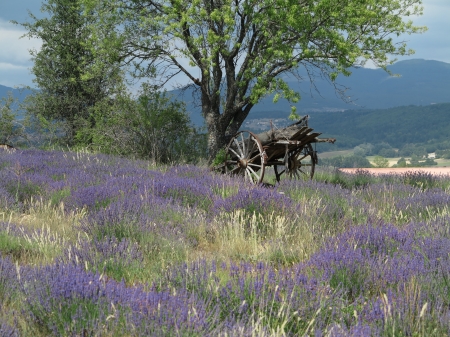 Lavender field in Provence, France - france, farm, field, lavender, cart, provence