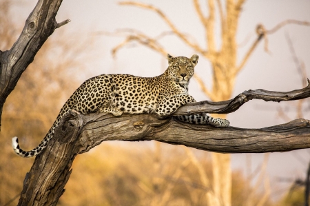 Adult Leopard in Botswana - leopard, tree branch, resting, adult