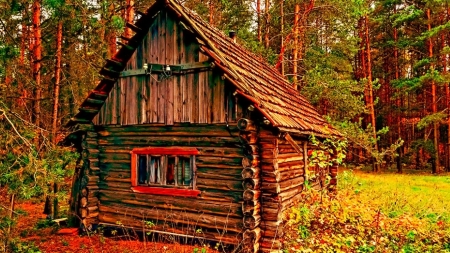 Autumn Shed - autumn, trees, forest, architecture, house