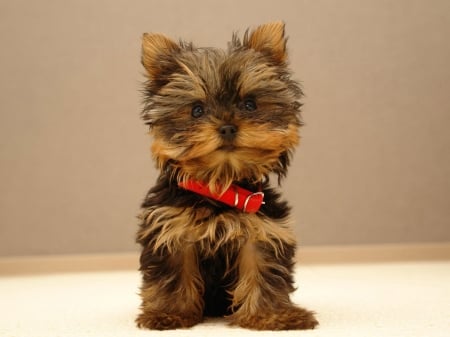 Yorkshire Terrier - ANIMAL, cute, dog, puppy