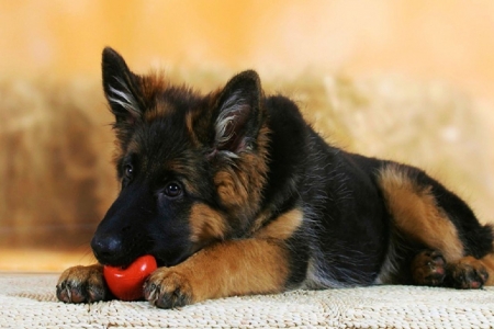 German Shepherd - puppy, dog, german shepherd, animal, lovely