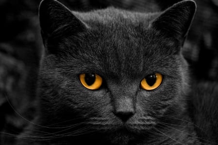 Black cat - Animals, Face, Yellow, Black, Cats, Lovely, Eyes