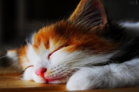 Sweet dreams - Cute, Animals, Face, Kitten, Cats, Sleeping