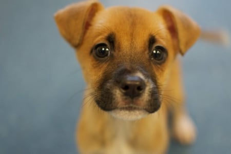 Cute Puppy - brown, puppy, dog, eyes, animal, cute, head