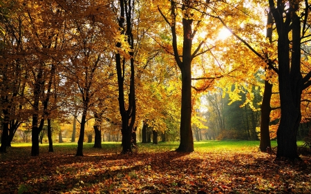 Autumn Forest - trees, nature, rays, autumn, lights, forest