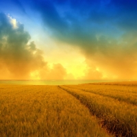 Golden wheat field and a beautiful summer