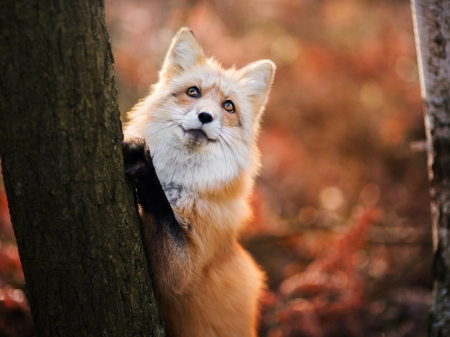 Red Fox - fox, autumn, trees, red, animal