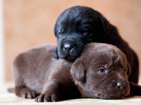 Labrador Puppy - animal, cute, dog, puppy, labrador