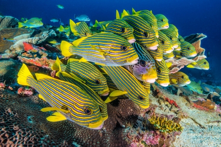 Fish All Lined Up - fish, ocean, animals, colorful